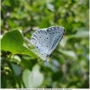 celas argiolus imago11 don